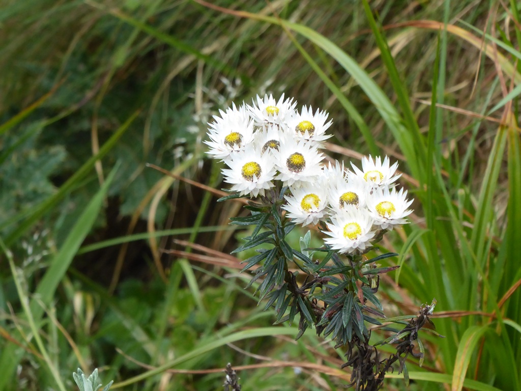 thistles surrounded by green grass